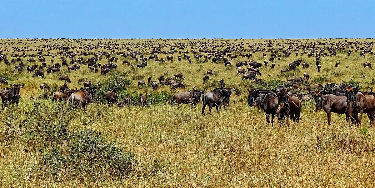 Best Time to Visit Africa: Month-by-Month Travel Guide
